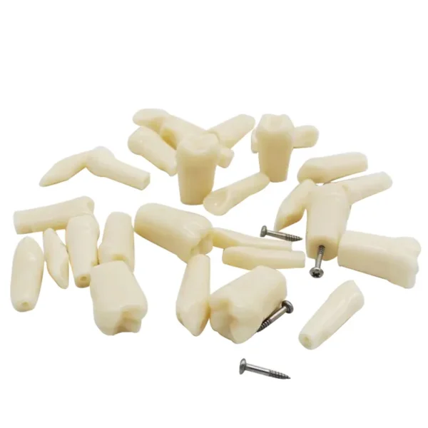 API Typodonts Individual - Adult Size